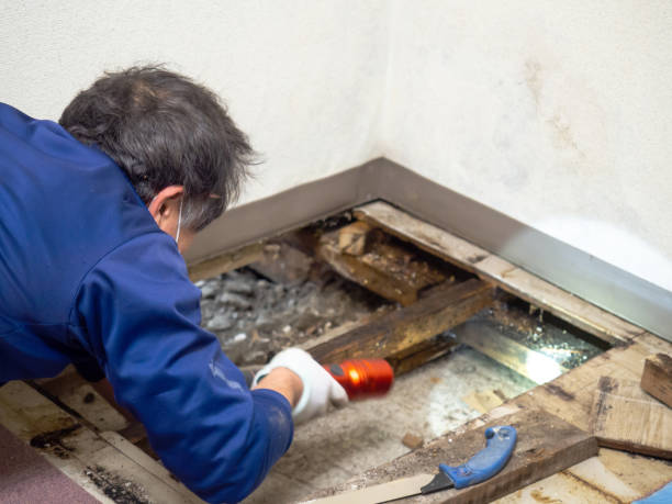 Mold Removal Process in Lakeview, MI