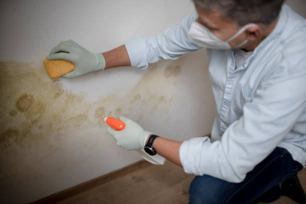 Mold Removal and Inspection in Lakeview, MI