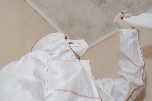 Best Mold Removal Specialists  in Lakeview, MI