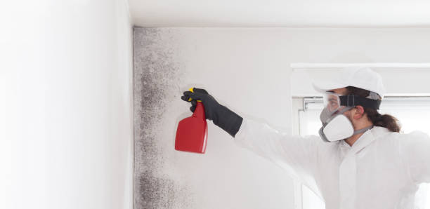 Best Mold Testing  in Lakeview, MI