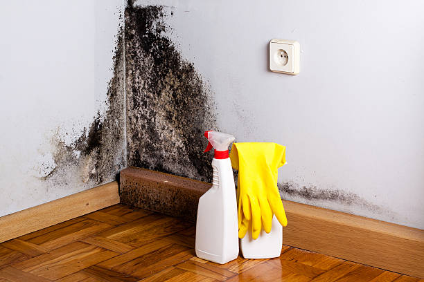 Best Mold Removal Process  in Lakeview, MI