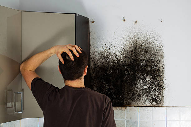 Best Mold Damage Repair  in Lakeview, MI